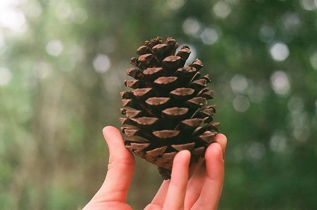 cantarikati