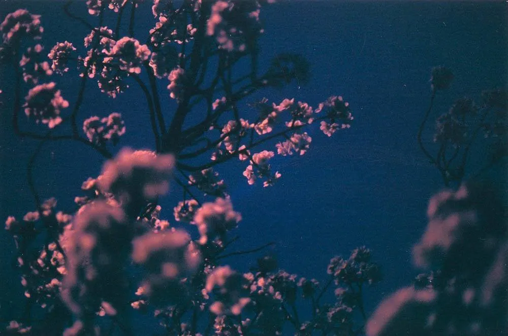 Toby Harvard