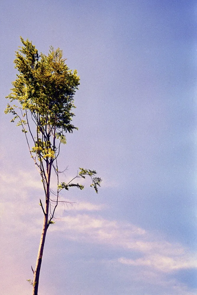 Luca Ellena