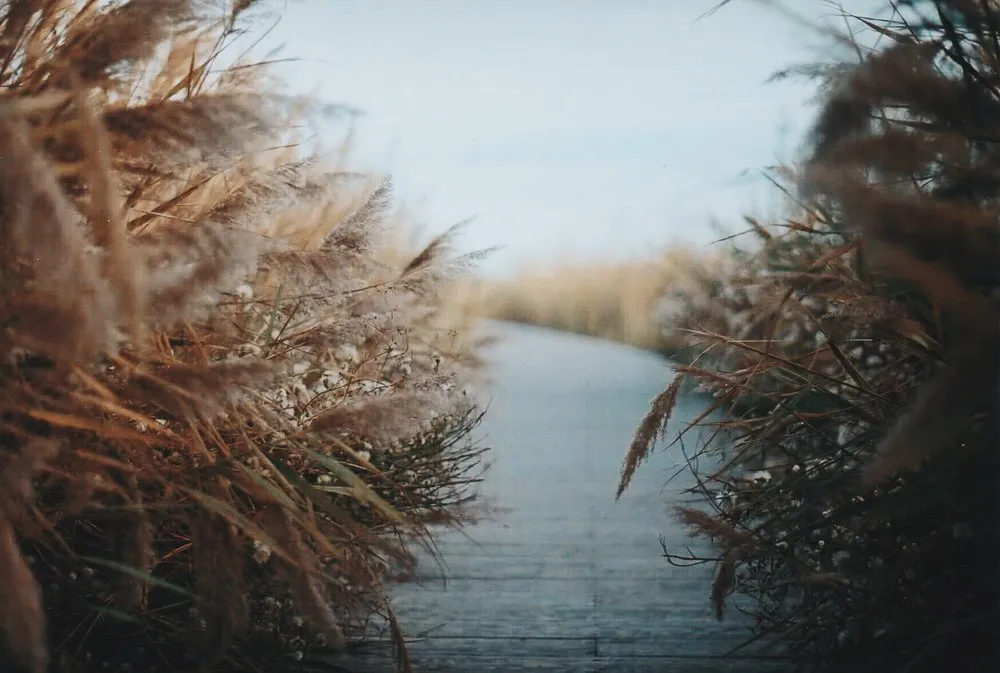 Landscapes, by Charlotte Chateau