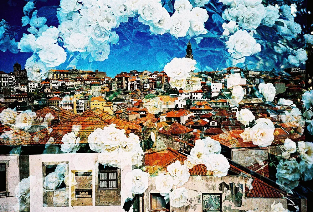 Roses in Portugal, by Yoshitaka Goto